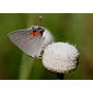 Gray Hairstreak (Strymon melinus) on Tenangle Pipewort (Eriocaulon decangulare)